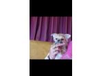 chihuahua pelo lungo