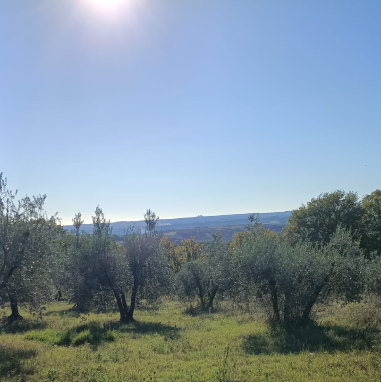 Terreno agricolo con ulivi