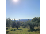 Terreno agricolo con ulivi