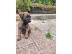 Allevamento Pastore Belga Malinois in Puglia