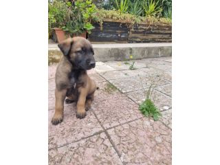 Allevamento Pastore Belga Malinois in Puglia