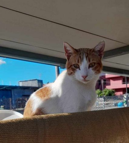 dolce pepe in regalo - Foto 3