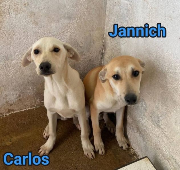 JANNICH E CARLOS CUCCIOLI IN ADOZIONE