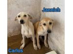 JANNICH E CARLOS CUCCIOLI IN ADOZIONE