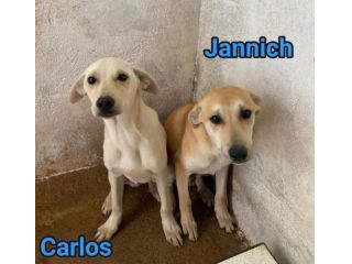 JANNICH E CARLOS CUCCIOLI IN ADOZIONE