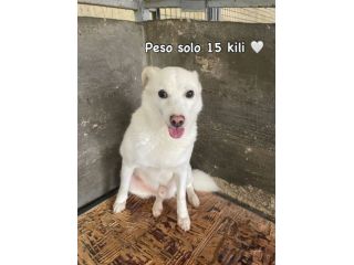 HALLEY PICCINO PICCINO cagnolino in adozione