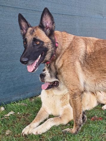 LAIKA, Pastore Belga Malinois, adozione del cuore - Foto 3