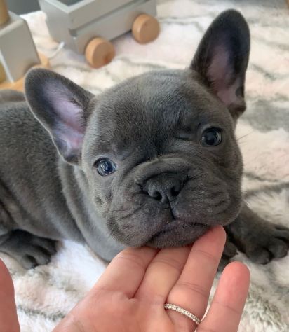 BULLDOG FRANCESE CUCCIOLI DISPONIBILI - BOULEDOGUE pag agevolato