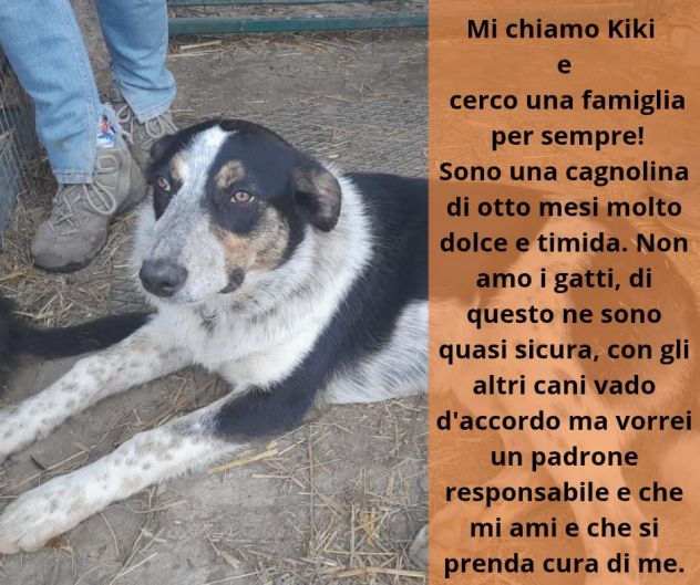 Kiki in adozione