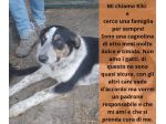 Kiki in adozione