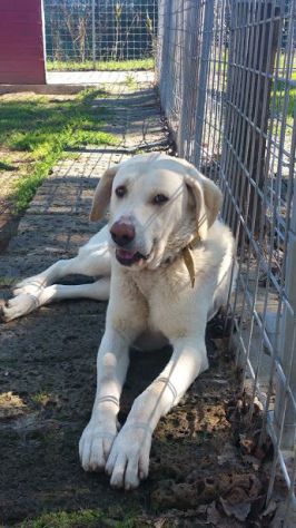 ERCOLE, stupendo mix labrador - Foto 3