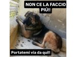 LUPO SPLENDIDO PT, CANE IN ADOZIONE