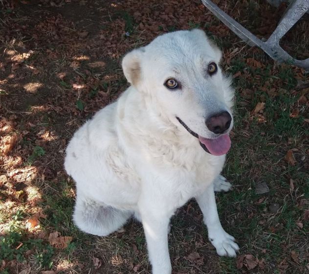 ARTU' E GINEVRA, due meravigliosi cani - Foto 4
