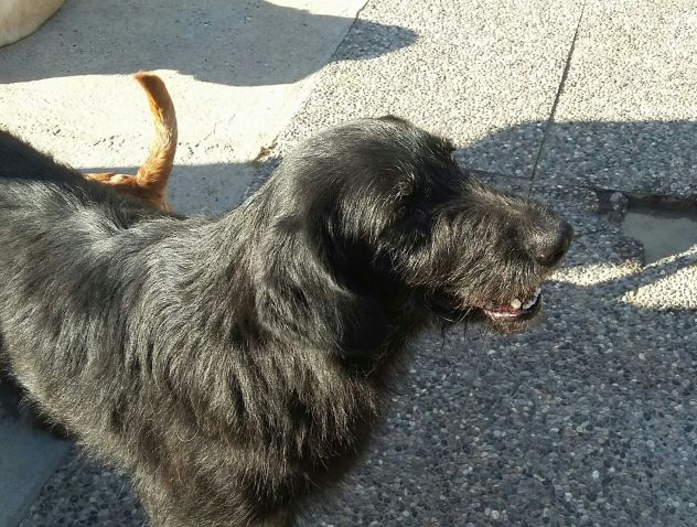 GIORGIA, dolcissima mix spinone - Foto 3