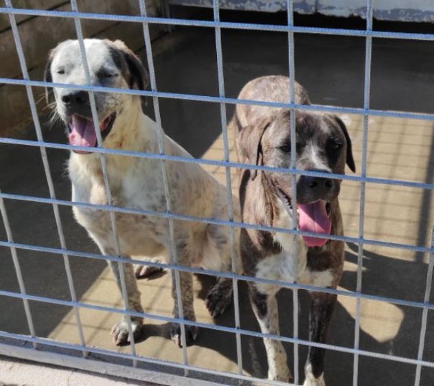 CANE IN ADOZIONE: ZENO - Foto 10