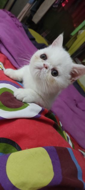 Gattini  persiani pelo corto - Foto 5