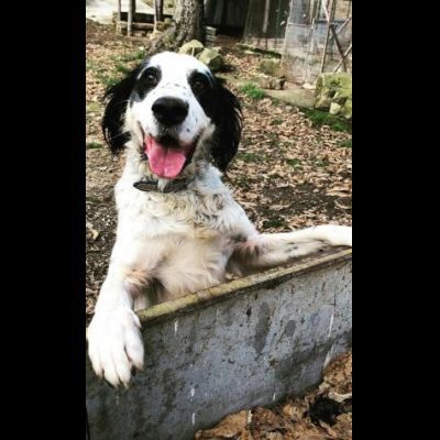 CEDRIC, SETTER INGLESE, UNA MERAVIGLIA CHE CERCA CASA, CANE IN ADOZIONE
