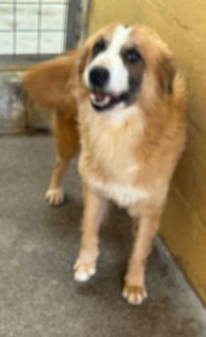 DYLAN 4 ANNI - Foto 2