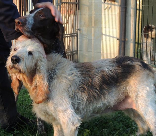 TRILLY, adozione del cuore per una cagnolina dolce e affettuosa - Foto 8