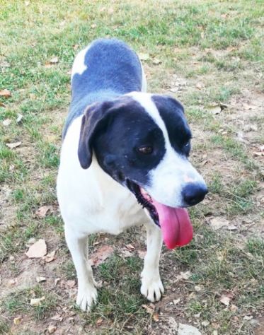 CANE IN ADOZIONE: MARILU', taglia media - Foto 3