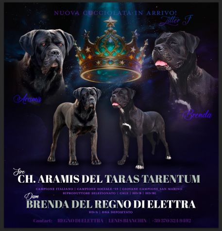 Cuccioli cane corso alta genealogia - Foto 2