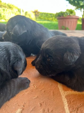 Cuccioli di Labrador Retriever con Pedigree - Foto 3