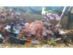Acquario marino