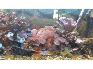 Acquario marino