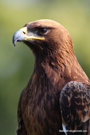 falconiere
