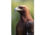 falconiere