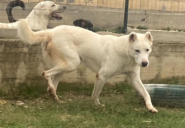 LUCA 7 ANNI SIMIL PASTORE SVIZZERO - Foto 4