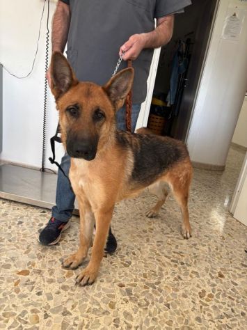 LUNA splendida PT, cane in adozione - Foto 5