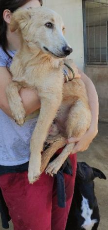 CUCCIOLO IN ADOZIONE: CECCO - Foto 8