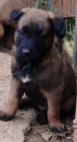 Pastore Belga Malinois cuccioli con pedigree - Foto 5
