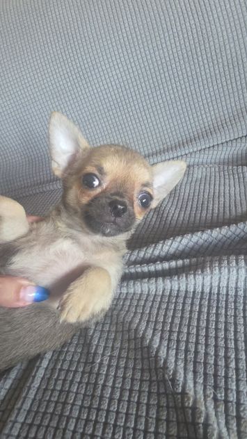 Cuccioli di chihuahua toy - Foto 2