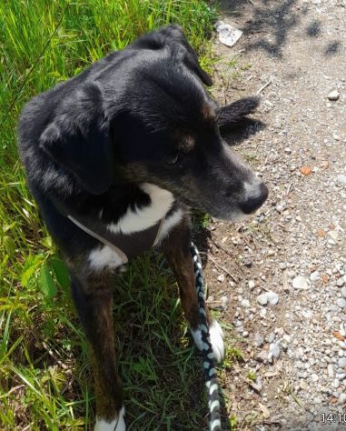Loky 13ANNI A FINE GIUGNO FINISCE IN CANILE! MILANO SOS MIRACOLO - Foto 6