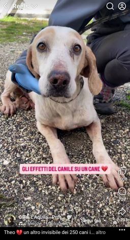 THEO IMPAURITO DAL CANILE CANE IN ADOZIONE - Foto 5