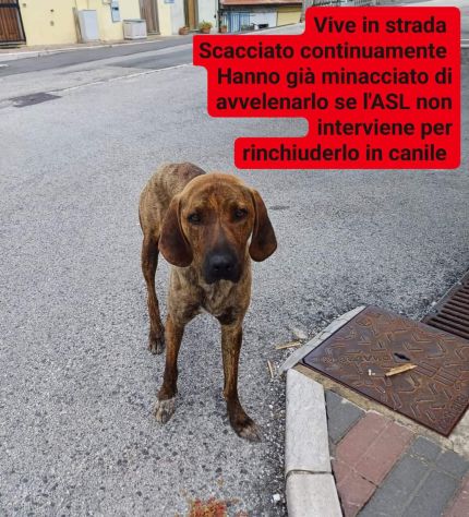 Cane in adozione