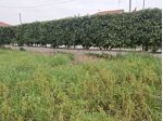 TERRENO CON RUDERE - VIA MORELLI E SILVATI - BENEVENTO