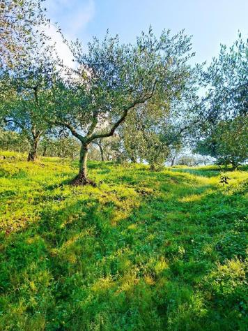 Terreno edif. residenziale in vendita a Buti 5300 mq Rif: 1411798 - Foto 6