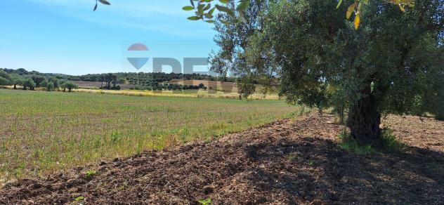 Terreno in vendita a Noto - Foto 14