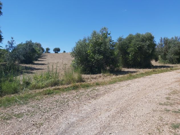 Terreno agricolo Velletri (RM) - Foto 4