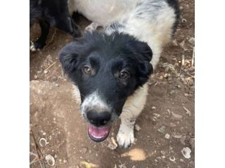Mimì cucciola