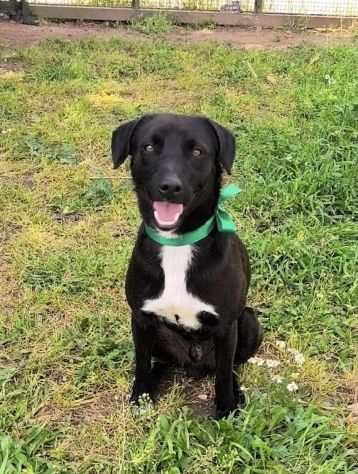FINN cagnolino in adozione tg. medio piccola cerca una famiglia apri il suo box - Foto 8
