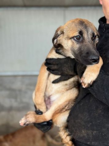 CUCCIOLI IN ADOZIONE: RANDY TENERO LUPETTO TG MEDIA