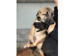CUCCIOLI IN ADOZIONE: RANDY TENERO LUPETTO TG MEDIA