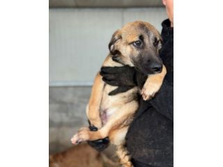 CUCCIOLI IN ADOZIONE: RANDY TENERO LUPETTO TG MEDIA