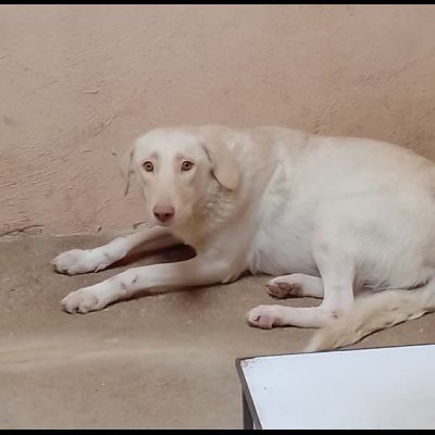 ELETTRA UNA DELLE MIGLIAIA DI ANIME PERSE CAGNOLINA IN ADOZIONE