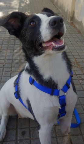 3anni kg15 TRIPODINA URGENTE! ADOZIONE SOLO IN SARDEGNA!NUORO - Foto 2