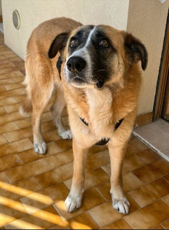 Ambra 4 anni Taglia grande - Foto 3